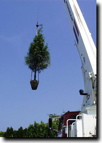 tree deliverd by crane