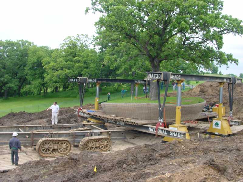 massive tree transplant
