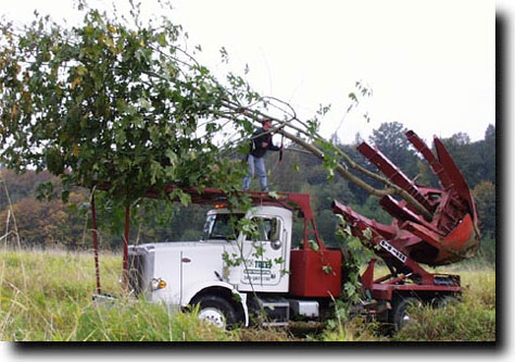 treegrabber with victim